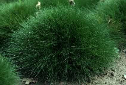 Festuca scoparia - Kliknutím na obrázek zavřete